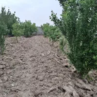 باغ-چهار-دیواری-مناسب-برای-سرمایه-گذاری