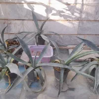 آگاو سبز نهال گردو