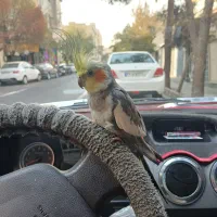 عروس هلندی نر کاملا سالم دستی