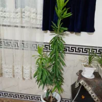 فروش گلدان طبیعی