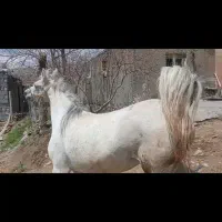 فروش مادیان جوان