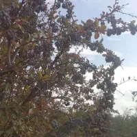 نهال زرشک سیاه بی دانه (تیل)|خدمات باغبانی و درختکاری|تسوج, |دیوار