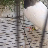 کفتر فروشی|پرنده|طبس, |دیوار