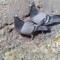 کبوتر مسافتی|پرنده|خاش, |دیوار