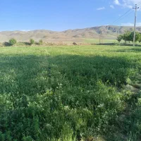 یونجه مناسب برای پرس وذخیره