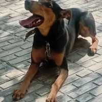 سگ دوبرمن بارگ خونی بالا