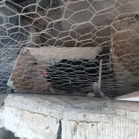 فروش مرغ و خروس وسیکا|حیوانات مزرعه|بندر دیر, |دیوار