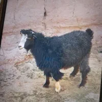 ۱۵راس میش زایده همه جوان برها بزرگ و ۱۵ راس آبستن