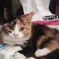 واگذاری رایگان گربه دو ماهه