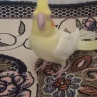 فروش پرنده|پرنده|دشتابی, |دیوار