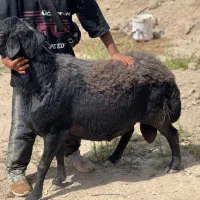 قوچ قره غزل اصیل|حیوانات مزرعه|هشتگرد, شهرک سهیلیه|دیوار