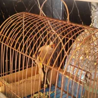 سره کرمونی کشیده