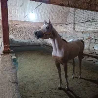 ۲ عدد اسب و۱عددکره عرب  کنزالناصر