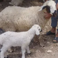 فروش میش وبره نر
