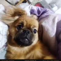 سگ peek-a-poem  8 ماهه|سگ|اردبیل, |دیوار