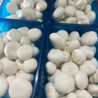 قارچ دکمه ای|خوردنی و آشامیدنی|فردیس, فردیس|دیوار