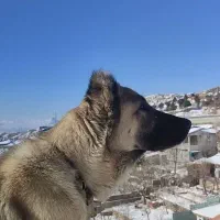 سگ سرابی پژدر دورگه|سگ|بومهن, |دیوار