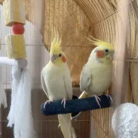 عروس هلندی درشت|پرنده|تهران, شهرک چیتگر|دیوار