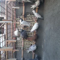 ۱۱عددصیدهمه پرشی