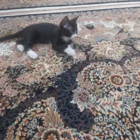 واگذاری رایگان گربه|گربه|نظرآباد, نظرآباد|دیوار