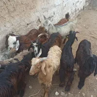 کهر داشتی
