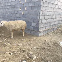 یک عدد بره جوان آبستن خوش خوراک