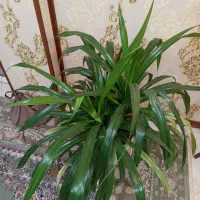 گل پاندانوس سرحال