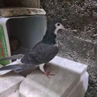 دمگیر ماده روزگاری|پرنده|برخوار, |دیوار