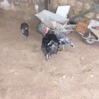 بوقلمون|پرنده|کوهدشت, |دیوار