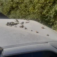 405 تصادفی|خودرو سواری و وانت|ملایر, |دیوار