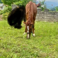 فروش مادیان ۴سال|اسب و تجهیزات اسب‌سواری|توتکابن, |دیوار