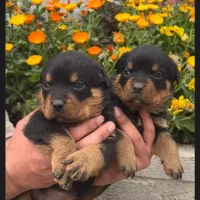 توله سگ روتوایلر دلقکی تیپ اروپایی