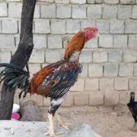 مرغ و خروس لاری
