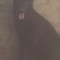 سگ ژرمن بلک نر