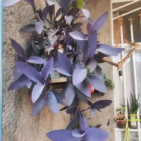 حراجی|حراج|سرپل ذهاب, |دیوار