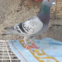 ده عددکبوترسالم همه باهم به فروش میرسد