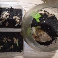 حلزون آلبینو کلاژن ساز