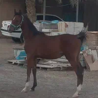 فروش کره نریون عرب