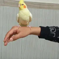 عروس هلندی فول اهلی