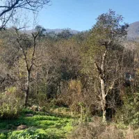 اجاره روزانه هفتگی و ماهانه کلبه ساحل گیشم|اجارهٔ کوتاه‌مدت ویلا و باغ|رشت, گلسار|دیوار