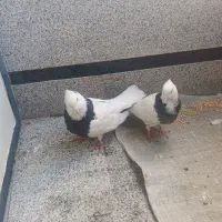 کفتر طوقی کاکلی خال دار