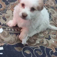 سگ پاکوتاه|سگ|رفسنجان, |دیوار