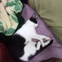 گربه دی اس اچ ۶ماهه