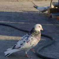 کبوتر هما سرور نر