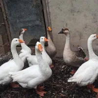 غاز دورگ