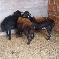 شیشک های شیر کرده عطیقه