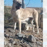 ماده سرابی از جنس پله میانه