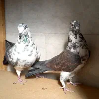 کبوتر|پرنده|برخوار, |دیوار