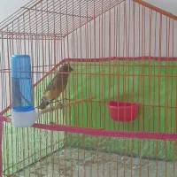 قناری سبز دارچینی مست خون نر|پرنده|تربتحیدریه, رباط سفلی|دیوار