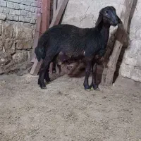 بره قوچ هموزایگوت|حیوانات مزرعه|کالپوش, |دیوار